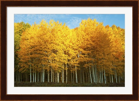 Framed Aspen trees in autumn, Last Dollar Road, Telluride, Colorado Print