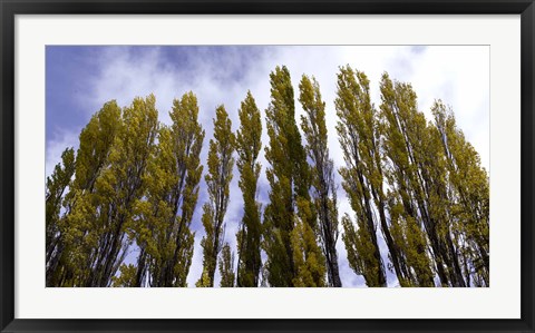 Framed Low angle view of trees, Aspens, Estancia Punta Del Monte, Aysen Region, Patagonia, Chile Print