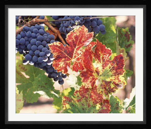 Framed Grapes on the Vine, Wine Country, California Print