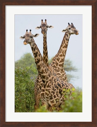 Framed Three Masai giraffe standing in a forest, Lake Manyara, Lake Manyara National Park, Tanzania Print