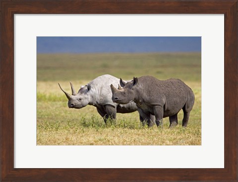 Framed Side profile of two Black rhinoceroses standing in a field, Ngorongoro Crater, Ngorongoro Conservation Area, Tanzania Print