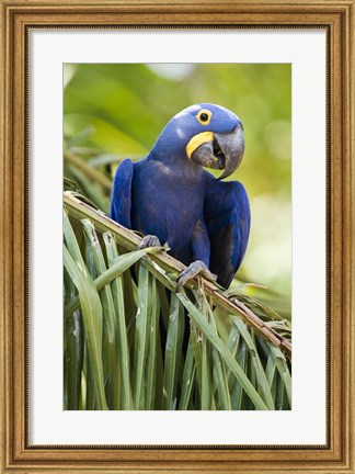 Framed Close-up of a Hyacinth macaw, Three Brothers River, Meeting of the Waters State Park, Pantanal Wetlands, Brazil Print