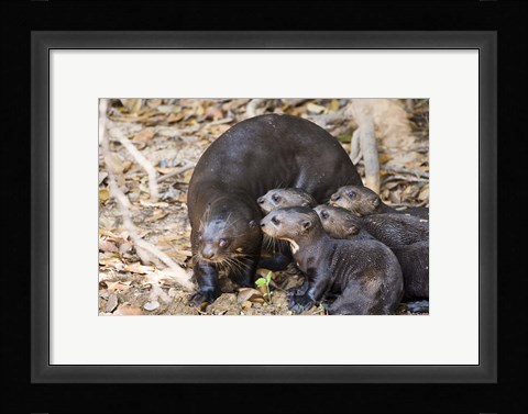 Framed Otter with Cubs, Three Brothers River, Meeting of the Waters State Park, Pantanal Wetlands, Brazil Print