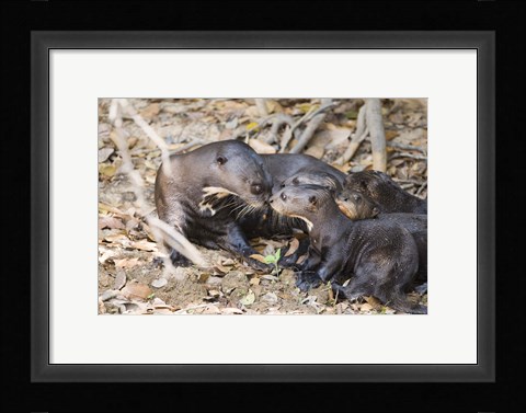 Framed Giant Otter with its Cubs, Three Brothers River, Pantanal Wetlands, Brazil Print