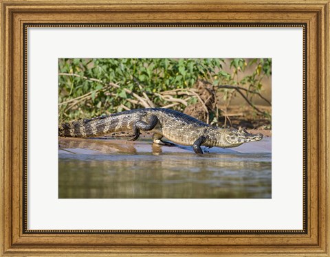 Framed Yacare caiman at riverbank, Three Brothers River, Meeting of the Waters State Park, Pantanal Wetlands, Brazil Print
