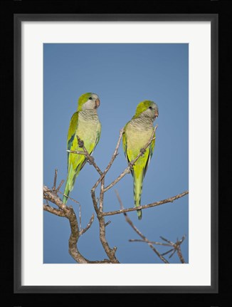 Framed Pair of Monk parakeets perching on a branch, Three Brothers River, Meeting of Waters State Park, Pantanal Wetlands, Brazil Print