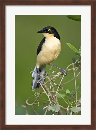 Framed Close-up of a Black-Capped donacobius, Three Brothers River, Meeting of the Waters State Park, Pantanal Wetlands, Brazil Print