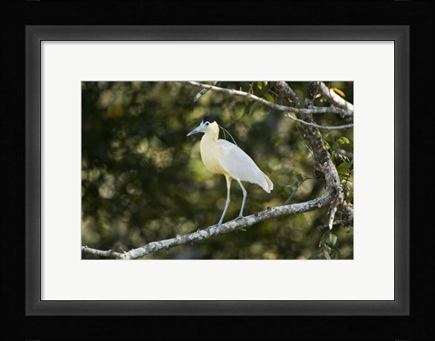 Framed Capped heron perching on a branch, Three Brothers River, Meeting of the Waters State Park, Pantanal Wetlands, Brazil Print