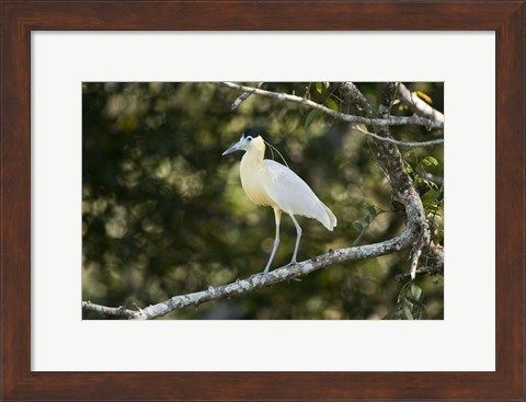 Framed Capped heron perching on a branch, Three Brothers River, Meeting of the Waters State Park, Pantanal Wetlands, Brazil Print