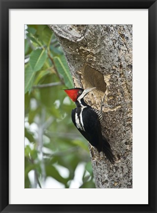 Framed Crimson Crested woodpecker, Three Brothers River, Meeting of the Waters State Park, Pantanal Wetlands, Brazil Print