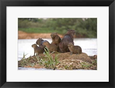 Framed Capybara family on a rock, Three Brothers River, Meeting of the Waters State Park, Pantanal Wetlands, Brazil Print