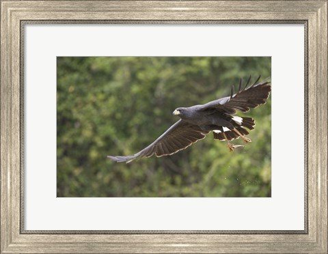 Framed Great Black hawk in flight, Three Brothers River, Meeting of the Waters State Park, Pantanal Wetlands, Brazil Print