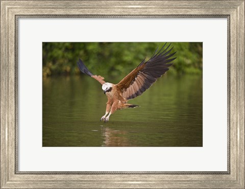 Framed Black-Collared hawk pouncing over water, Three Brothers River, Meeting of Waters State Park, Pantanal Wetlands, Brazil Print