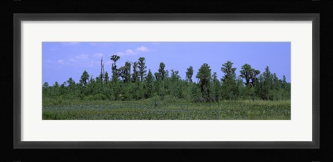 Framed Trees in a field, Suwannee Canal Recreation Area, Okefenokee National Wildlife Refug, Georgia, USA Print