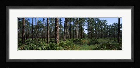 Framed Okefenokee National Wildlife Refuge, Georgia Print