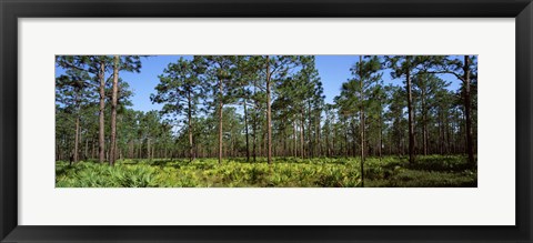 Framed Pine trees in a forest, Suwannee Canal Recreation Area, Okefenokee National Wildlife Refuge, Georgia Print