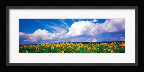 Framed Fields of sunflowers Rudesheim vicinity Germany Print