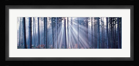 Framed Forest w/ sunrays Landsberg Vicinity Germany Print