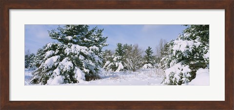 Framed Snow covered pine trees in a forest, New York State, USA Print