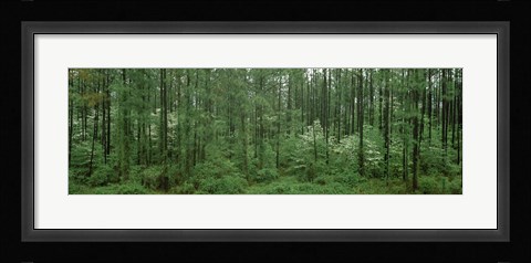 Framed Flowering Dogwood (Cornus florida) trees in a forest, Alaska, USA Print