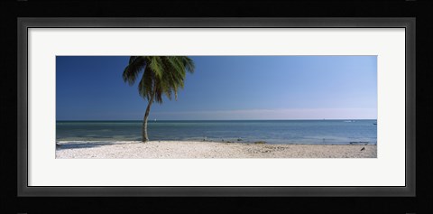 Framed Palm tree on the beach, Smathers Beach, Key West, Florida, USA Print