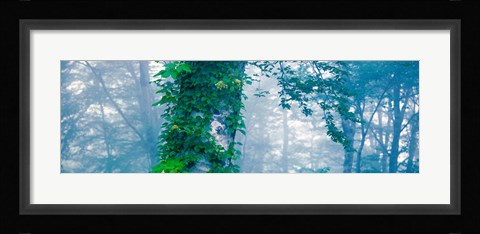 Framed Forest Nagano Kijimadaira-mura Japan Print
