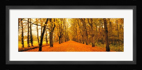 Framed Tree-lined road Loire Chenonceaux France Print