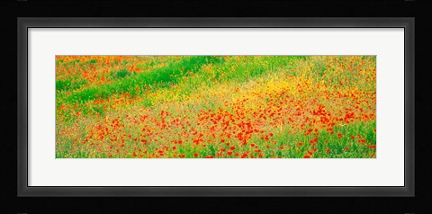 Framed Fields of flowers Andalusia Granada Vicinity Spain Print