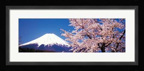 Framed Mt Fuji Cherry Blossoms Yamanashi Japan Print