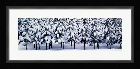 Framed Snow covered Cedar trees Kyoto Hanase Japan Print