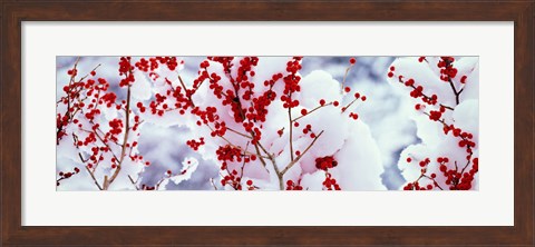 Framed Holly trees Kyoto Keihoku-cho Japan Print