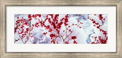 Framed Holly trees Kyoto Keihoku-cho Japan Print