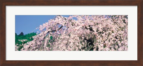 Framed Jyoshokou-ji Kyoto Japan Print