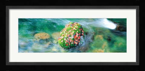 Framed Takao Kiyotaki River Kyoto Japan Print