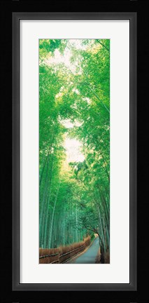 Framed Path Flanked by Green Trees, Sagano Kyoto Japan Print
