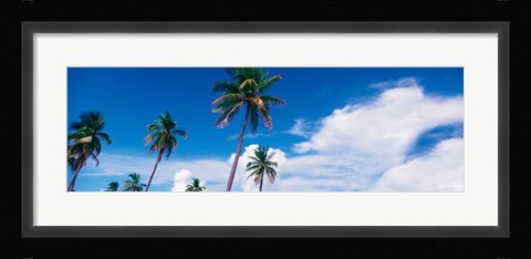 Framed Palm trees Miami FL USA Print