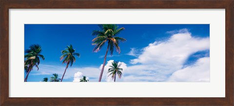 Framed Palm trees Miami FL USA Print