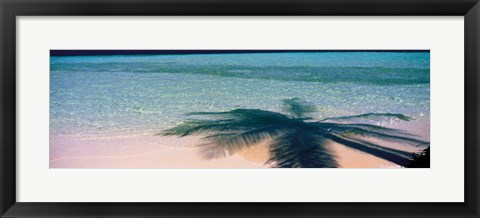 Framed Palm Tree Shadow Over the Maldives Print