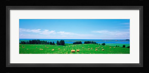 Framed Farm field Prince Isl Canada Print