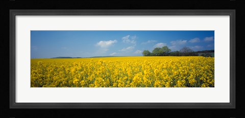 Framed Oilseed rape (Brassica napus) crop in a field, Switzerland Print
