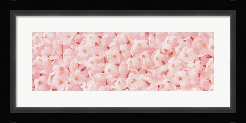 Framed Carpet of Cherry Blossoms Print