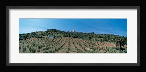 Framed Olive Groves Evora Portugal Print