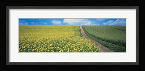 Framed Oats &amp; Rape Blossoms Biei-Cho Kamikawa Hokkaido Japan Print
