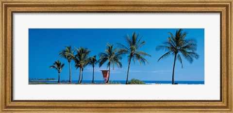 Framed Palm trees Oahu HI USA Print