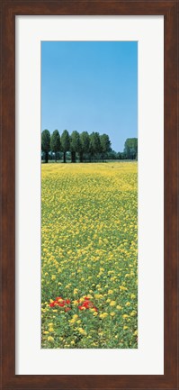 Framed Rape flowers France Print