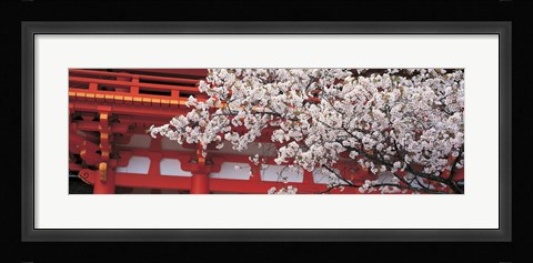 Framed Cherry Blossom Kamigamo Shrine Kyoto Japan Print