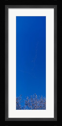 Framed Low angle view of a flock of birds flying in the sky Print