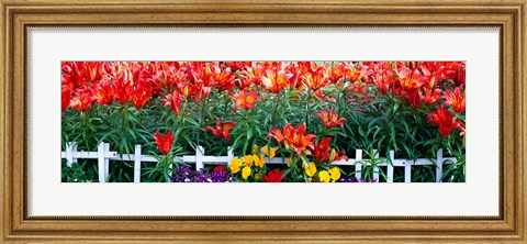 Framed Flowers in bloom, Alaska, USA Print