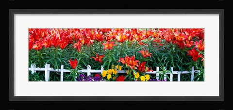 Framed Flowers in bloom, Alaska, USA Print