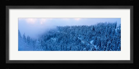 Framed High angle view of a forest, Mt Baker Ski Area, Whatcom County, Mt Baker-Snoqualmie National Forest, Washington State, USA Print